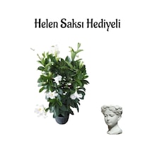 Mis Kokulu Beyaz Renk Mandevilla Çiçeği Sevgililer Gününe Özel Helen Saksı Hediyeli