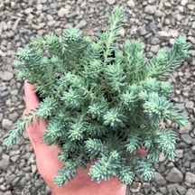 Sedum Reflexum 'blue Spruce' - 45 Adet Yer Örtücü Sukulent