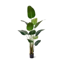 Starliçe (Cennet Kuşu Çiçeği) Strelitzia Nicolai - 80 cm 2 Adet