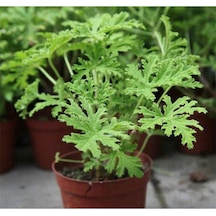 Videolu Kokulu Itır Bitkisi 1 Adet Saksılı 15-25cm Iç Mekan Teras Bitkisi Pelargonium Odoratissimum