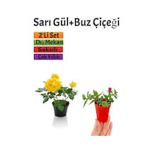 Sarı Gül Fidanı+ Buz Çiçeği Fidanı Seti 15-25 Cm Saksılı Dış Mekan Bitkileri