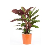 Kaladya Calathea Rufibarba Wavestar Fidanı 10-20 Cm