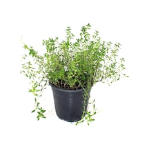 Kekik Fidanı - Thymus Serpyllum