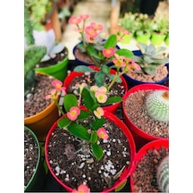 Fuşya Dikenler Tacı Fidanı 10-20 Cm