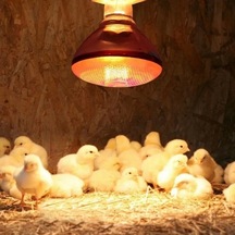 Ana Kucağı Isıtıcı Set 2 Adet 100 W Infrared Isıtıcı, Dijital Termostatlı . 1 Adet Aydınlatma