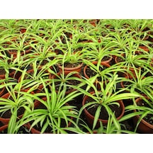 Kurdele Çiçeği 10 Adet - Bonsai Saksısında Ofis Salon Bitkisi