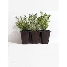 Fide Sepeti Limonlu Kekik Fidesi (3Lü Ambalaj) 334695683