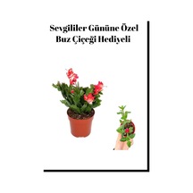 Anneler Gününe Özel Kırmızı Renk Yılbaşı Çiçeği Buz Çiçeği Hediyeli