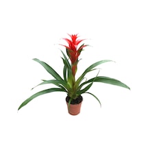 Guzmania Lingulata 'Red' (Guzmanya) Ø12 CM Y35-40 CM
