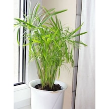 Salon Dekor Bitkisi Japon Şemsiyesi 1 Adet Saksıl 20-40 Cm Cyperus Alternifolius
