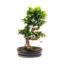 Bodur Bonsai Defne Ağacı Tohumu Akdeniz Defnesi Tohumu Ekim Seti 3 Adet Tohum + Toprak + Saksı