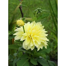 Videolu Sarı Yıldız Çiçeği Dalle Çiçeği 1 Adet Saksılı 20-60 Cm Bahçe Teras Bitksi Dahlia