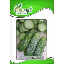 Turşuluk Kornişon Salatalık Tohumu 3 Gr. - 4 Saksı+torf Hediye