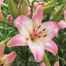Sorocaba Lilium Zambak Çiçeği Soğanı 2 Adet