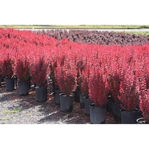 Roket Berberis Fidanı 40 60 Cm 1 Adet Saksılı Dış Mekan Bitkisi Berberis Thunbergii