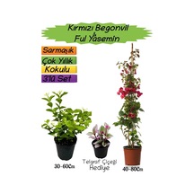 Kırmızı Renk Begonvil+kokulu Ful Yasemin+telgraf Çiçeği 3'lü Peyzaj Seti