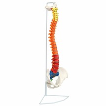 Esnek Didaktik Omurga Modeli, 85 Cm, Pelvis Ve Sinirleri İçeren - Omurga Maketi 01