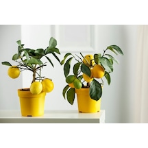 Sarı Limon Saksısı 10 Adet ( 1.5 Litre )