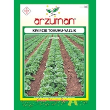 Yazlık Marul Kıvırcık Tohumu  10 GR
