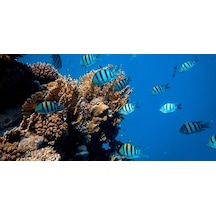 Kanki Pet 125 cm KP1256314 Akvaryum Arka Fon Yapıştırma 125x63 cm