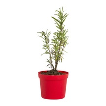 Sinonim Biberiye Fidanı Fidesi 10-20 Cm Rosmarinus Officinalis