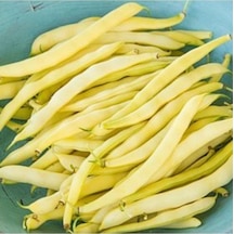 40 Adet Tohum Hobi Bahçe Hanımeli Fasulye Fasülye Tohumu Organik Taze