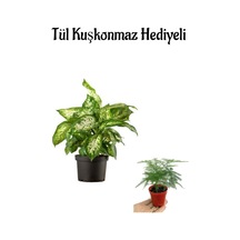 Zarif Görünüşlü Difenbahya Bitkisi Sevgililer Gününe Özel Tül Kuşkonmaz