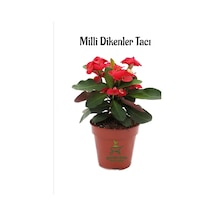 Kırmızı Dikenler Tacı Kaktüsü 1 Adet 15-25cm Red Euphorbia Milii