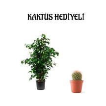 Yeşil Renk Benjamin Bitkisi Sevgililer Gününe Özel Kaktüs Hediyeli
