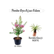Favori Ürün Pembe Oya Ağacı Fidanı 1 Adet Saksılı+kurdele Çiçeği Hediyeli