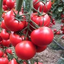 200 Adet Tohum Erkenci Iri Domates Tohumu Sürpriz Hediye Tohum Bü
