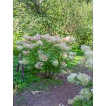 Çınar Kartopu Çiçeği Beyaz Renkli 30 60 Cm 1 Adet Tüplü Dış Mekan Bitkisi Viburnum Plicatum