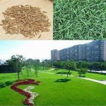 250 Gram Çim Tohumu Ithal 3lü Karışım Özel Çim Yeşil Çim Tohumu Sürpriz Hediye Tohumla Ginderilir