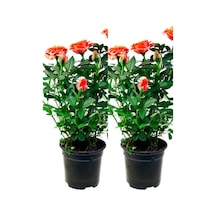Videolu Yediveren Somon Rengi Gül Fidanı 2 Adet Saksılı/tüplü 30-55 Cm Bahçe Bitkisi Orange Rose