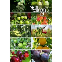 10 Adet Karışık Meyve Fidanı Paketi 3