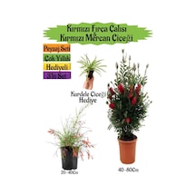 Kırmızı Fırça Çalısı+kırmızı Mercan Çiçeği+kurdele Çiçeği Peyzaj Seti