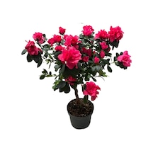 Rhodendron Indicum 'magenta' Ø17 Cm 60-70 Cm