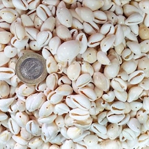 Cyprea Annulus Delikli Kavrulmuş Deniz Kabuğu 100 Gr