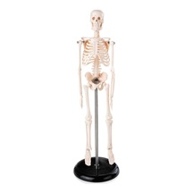 İnsan İskelet Modeli 45 cm