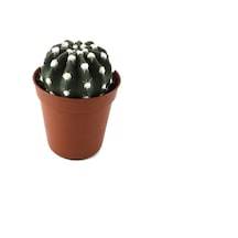 Echinopsis Subdenudata (Kaktüs) Ø5,5 CM Y0-10 CM