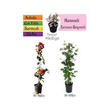 Turuncu Begonvil+kokulu Hanıme Çiçeği+telgraf Çiçeği 3'lü Peyzaj Seti