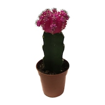 Gymnocalycium Mihanovichii 'Pink' (Kaktüs) Ø5,5 CM Y0-10 CM