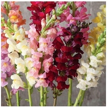 Antirrhinum Majus Pumilum Dwarf Mix Çiçek Tohumu