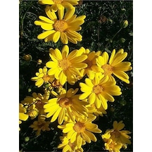 Sarı Çalı Papatyası Sarı Papatya 20 40 Cm 1 Adet Saksılı Papatya Euryops Pectinatus