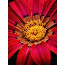 Videolu 10'lu Kırmızı Gazanya Koyun Gözü Çiçeği Fidanı 25-40 Cm Saksılı Çiçekli Bodur Gazania