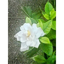 Muhteşem Kokulu Ithal 1 Adet Gardenya Çiçeği Saksılı 25-45cm Gardenia Flower