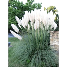 Beyaz Pampas Saz Çiçeği Fidanı Saksılı 60-80 Cm Bahçe Bitkisi Pampas
