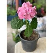 Pembe Ortanca Fidanı 10-20 Cm