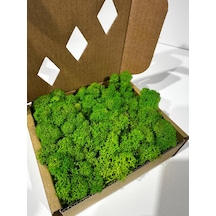 Reindermoss, Şoklanmış Norveç Yosunu, Terarium Yosunu, Grass Green Light