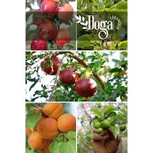 5 Li Karışık Meyve Fidanı K.elma , Dut , Nar , Kayısı Ve Can Erik